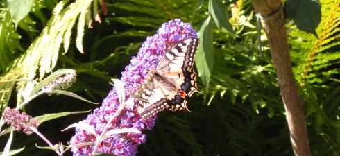 zitronenadmiral
