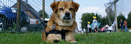 Nicht eingezogen, zahlt Steuern - kein Fall für die Statistik Hund