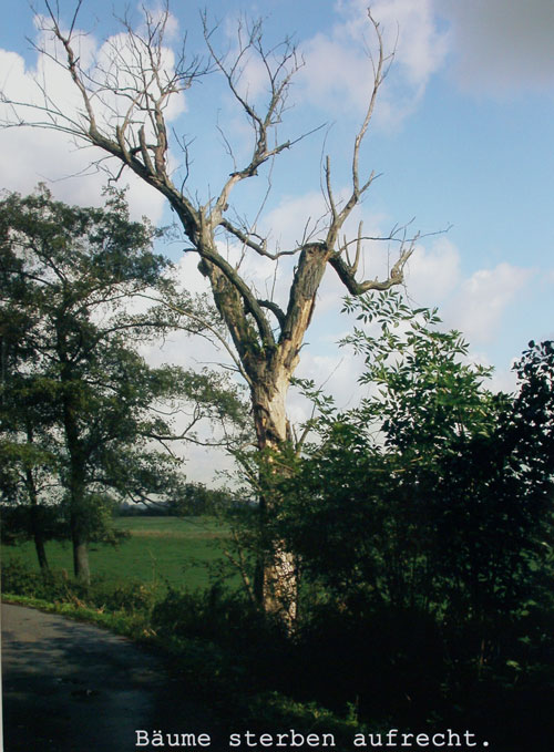 Mein Freund, der Baum, ist tot Baum